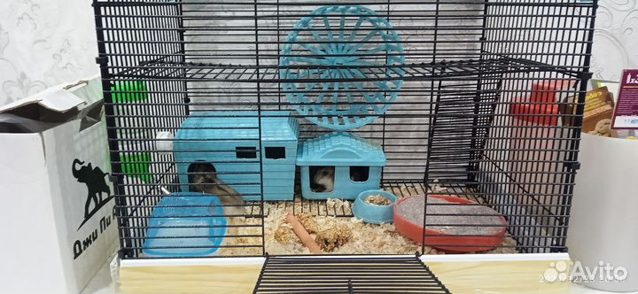 Джунгарский хомяки