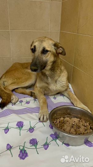 Собака в добрые руки отдам бесплатно