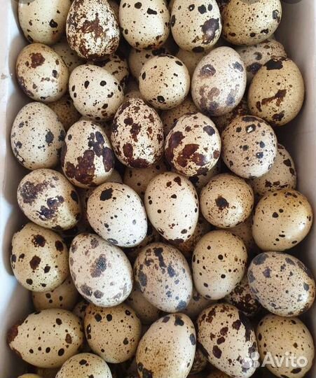 Яйца перепелиные