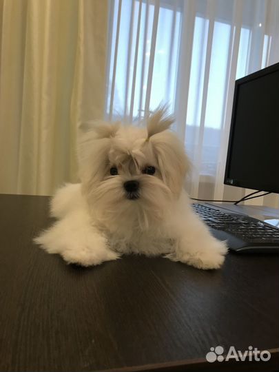 Мини мальчик мальтезе