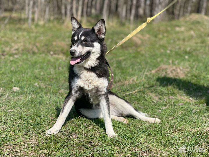 Метис Хаски