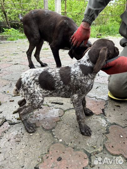 Курцхаар охотничья собака