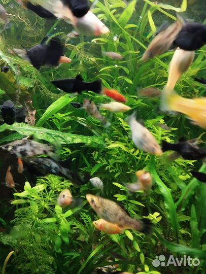 Фелиферы молинезии