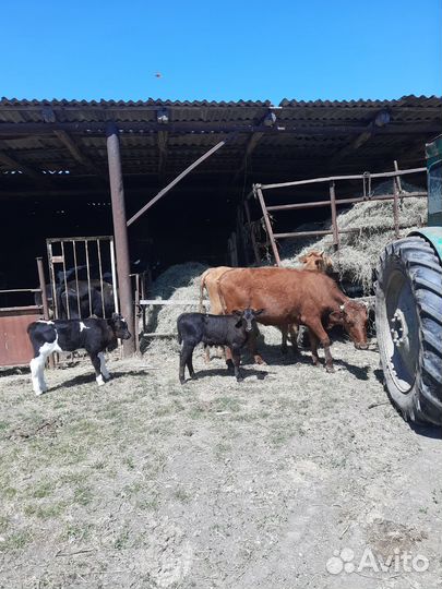 Коровы, телята