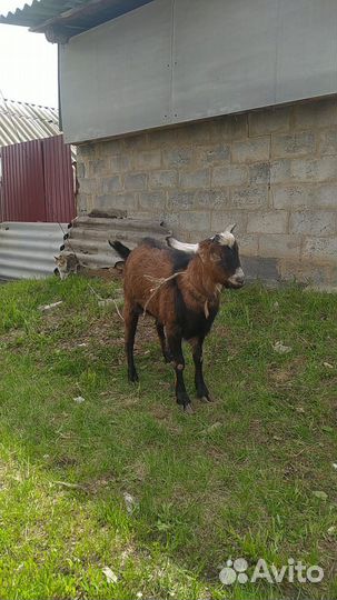 Козёл нубиец