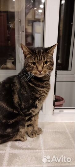 Вибриссы, Усы кота