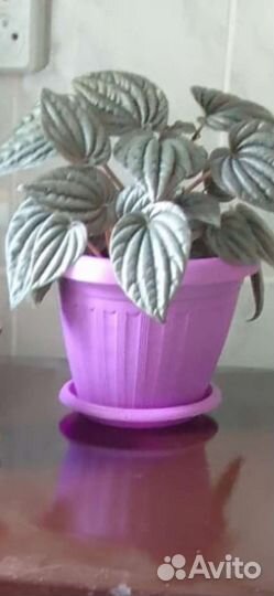 Пеперомия серебристая, Циперус