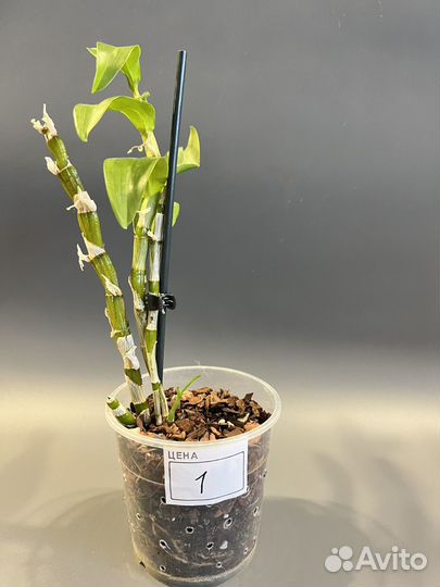 Орхидея Dendrobium nobile «Apollon»