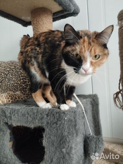 Коты и кошки в приюте