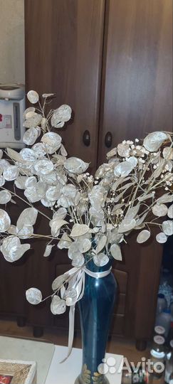 Лунария /лунник (рассада)