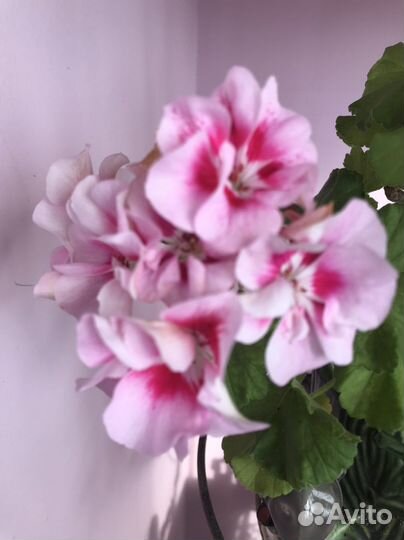 Герань набивная,обычная и ампельная