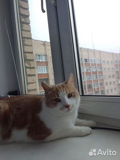 Рыжий котик 2 года