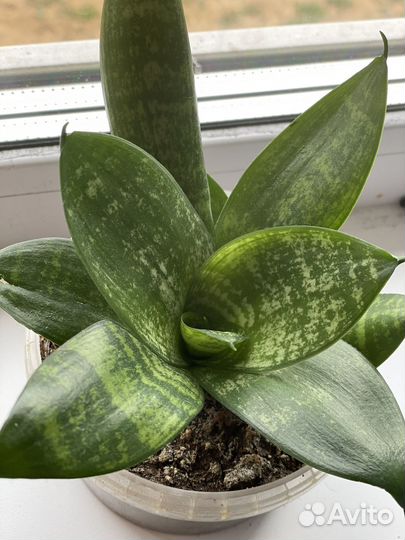 Сансевиерия ханни грин
