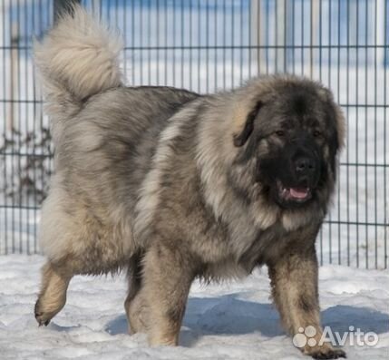 Щенки Шарпланинской овчарки (Эксклюзивы)