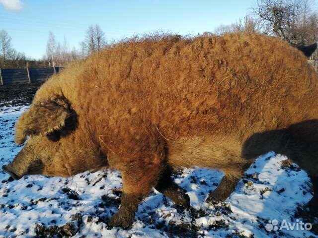 Мангалица чисто породная