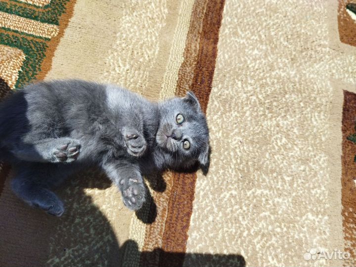 Вислоухие котята