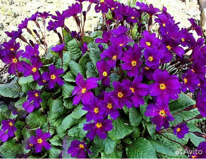 Многолетники