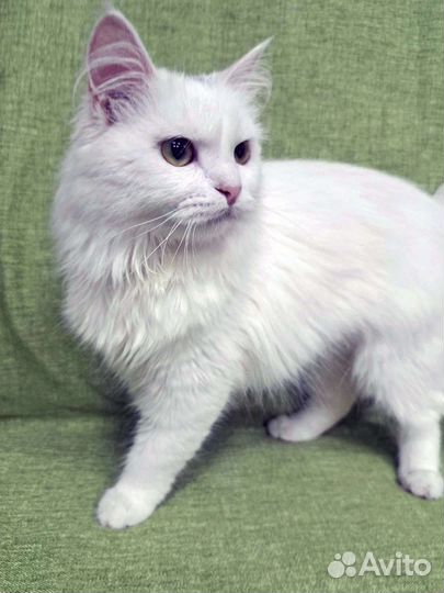 Милашка Элис