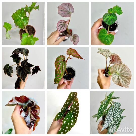 Бегонии сортовые разные