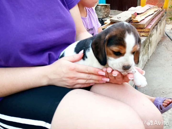 Щенки бигль