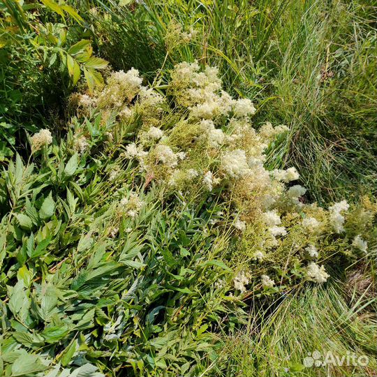 Лабазник (таволга)