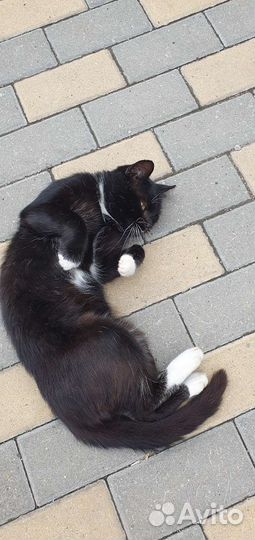 Кот ищет дом