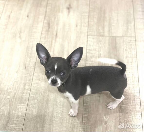Малыш чихуахуа