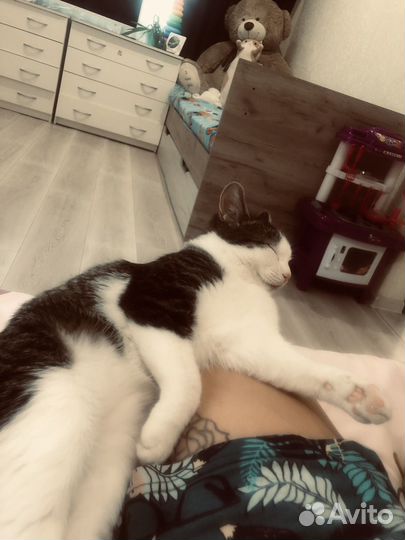 Кошка