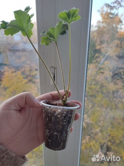 Пеларгония герань