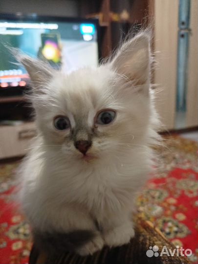 Котенок сиамский