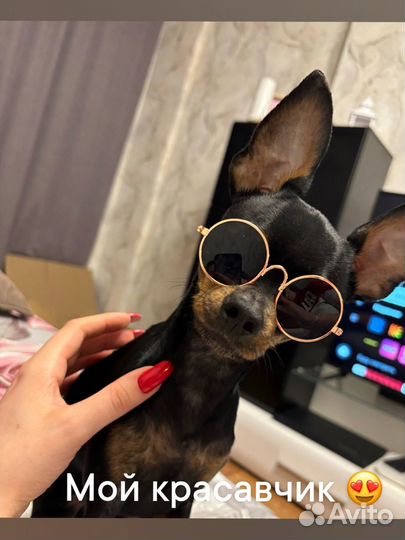 Вязка той-терьер