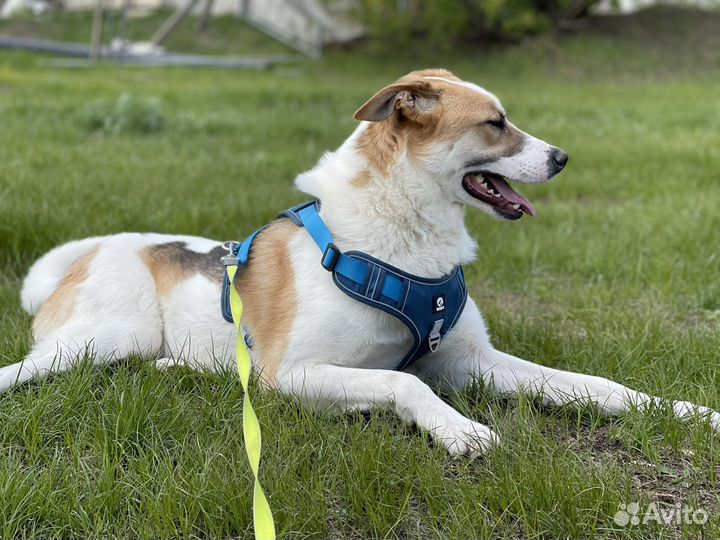 Позитивный пес мечтает о доме