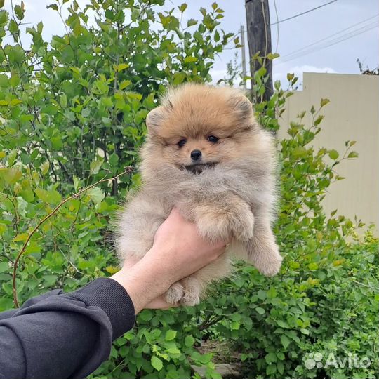 Девочка померанского шпица мини