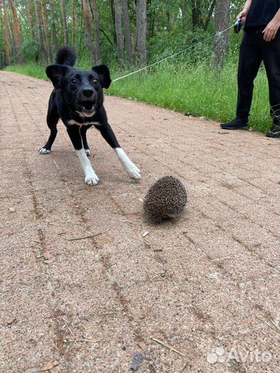 Собака в добрые руки