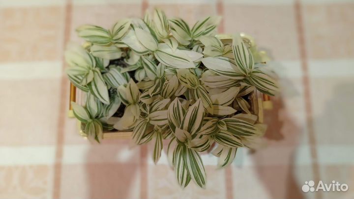 Традесканция белая