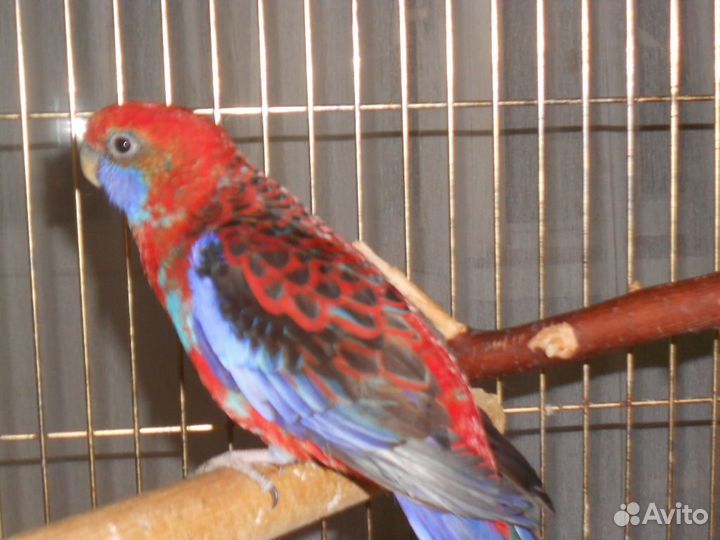 Пеннантовая розелла