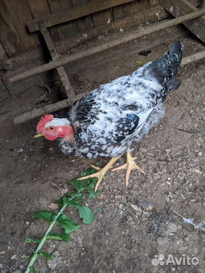 Молодые петухи