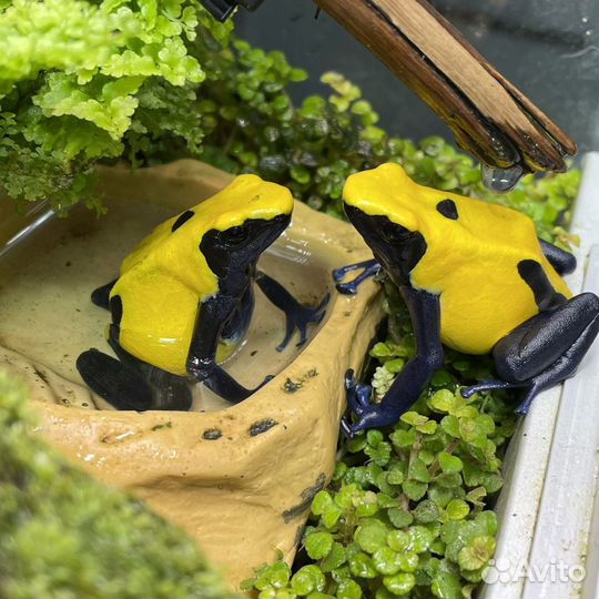 Оформление террариума, флорариума