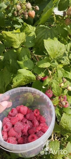 Малина садовая ягоды