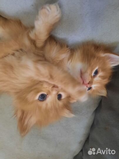 Котята от кошки мышеловки