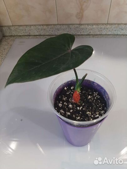 Антуриум Блек Париж