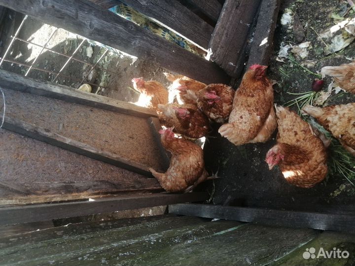 Куры несушки продам