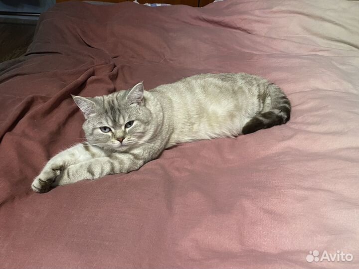 Британский кот вязка