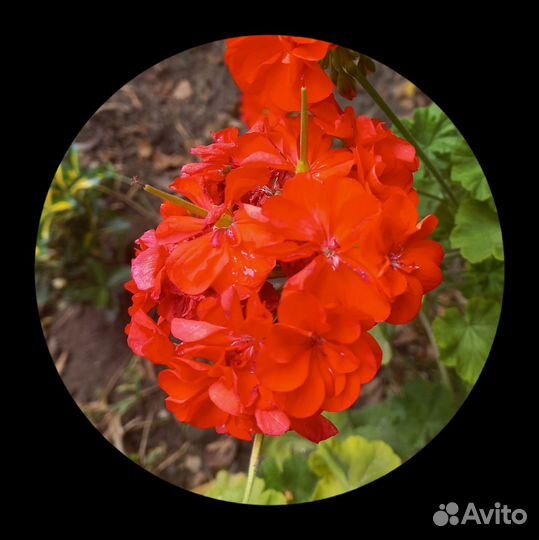 Пеларгония герань