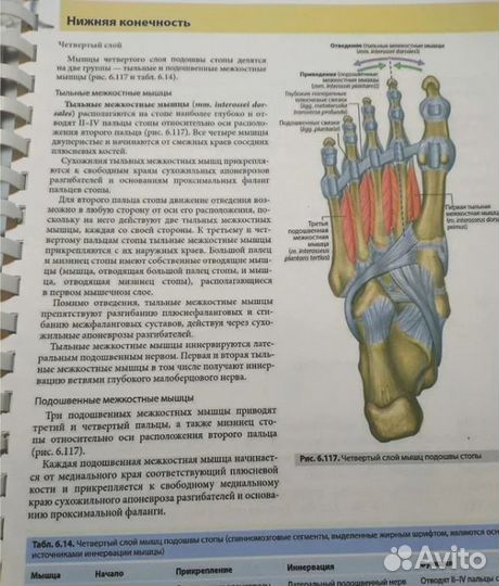 Анатомия для студентов Грея. Третье издание