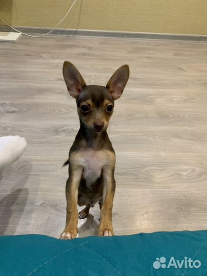 Той-терьер щенки