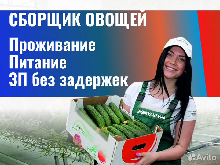 Сборщик овощей. Вахта г. Нижний Новгород