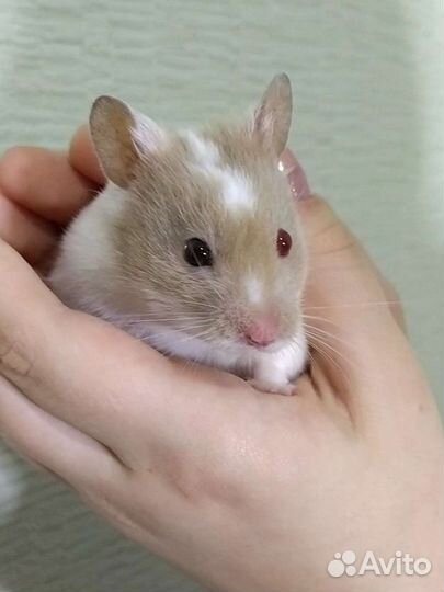 Хомяк с огромным домом