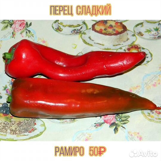 Перец сладкий рассада