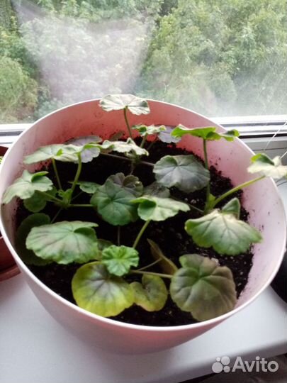 Пеларгония (герань)